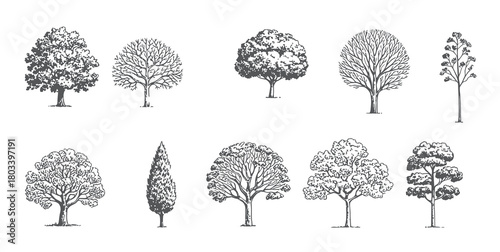 Minimal style tree line drawing architecture and landscape design element CAD outline trees vector illustration