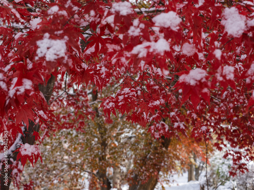 秋の名残、雪に包まれて