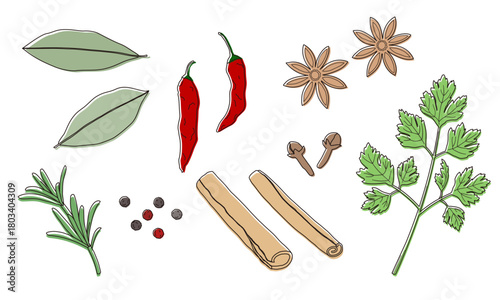 Set of spices and herbs. Bay leaves, cinnamon stick, chili pepper, clove, peppercorn, star anise, rosemary, parsley. Hand drawn sketch with color illustration vector.