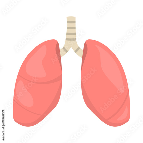 Isolated illustration of lung organ for advertising, banners, healthcare educational images about lung health in healthcare facilities.