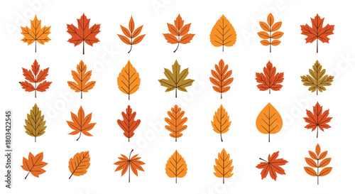 A vibrant collection of diverse autumn leaves in warm fall colors and various shapes, perfect for seasonal design elements.