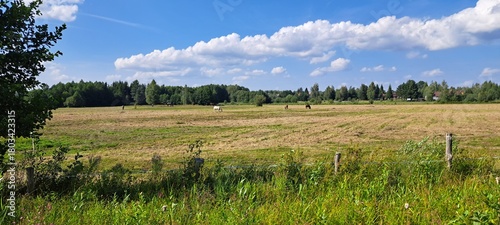 Białowieża Forest