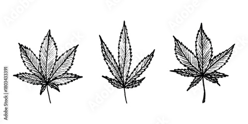 Set of hand drawn cannabis leaf Medicine marijuana Hemp leaves clipart in doodle style Single element for print, web, design, decor