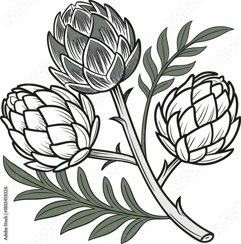 Three artichokes, the main subjects, are arranged in a stylized, artistic illustration on a white background. The central artichoke is positioned upright, flanked by two others, one on each side, slig