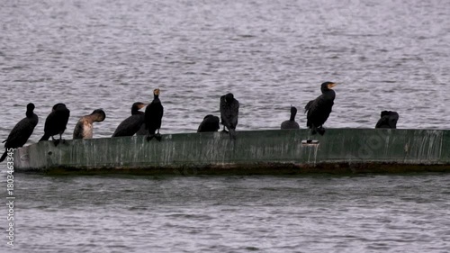 A group of cormorants rests on a small boat floating in the lake.
