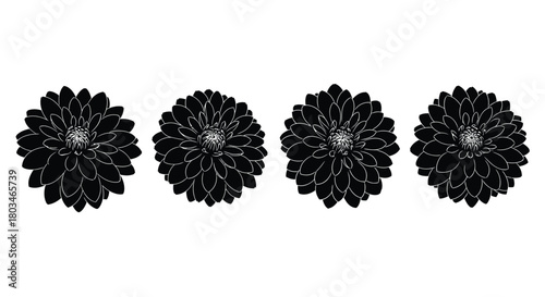 Four black dahlia flowers in a row