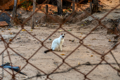 A white cat sits in a fenced-off lot amid dry soil, debris and wooden structures, highlighting urban abandonment, animal vulnerability and precarious living conditions.