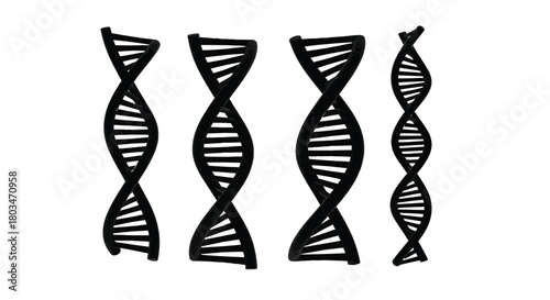 Four dna strands
