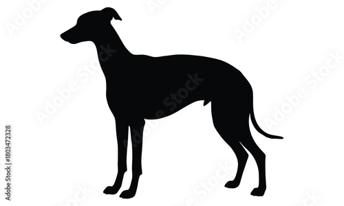 Elegant greyhound dog silhouette