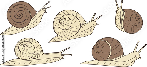 A collection of detailed illustrations of snails on a transparent background. The snails are depicted in various poses and perspectives, showing a range of views including profile, three-quarter, and 
