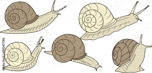 A collection of detailed illustrations of snails on a transparent background. The snails are depicted in various poses and perspectives, showing a range of views including profile, three-quarter, and 