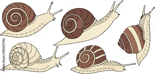 A collection of detailed illustrations of snails on a transparent background. The snails are depicted in various poses and perspectives, showing a range of views including profile, three-quarter, and 