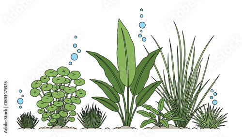 Underwater aquatic plants and bubbles