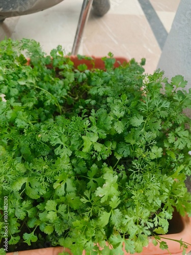 Close-Up of Fresh Cilantro Herb
