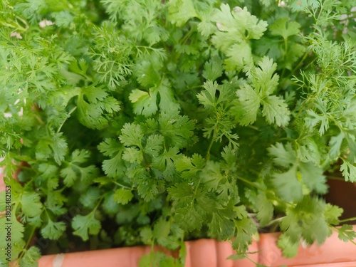 Close-Up of Fresh Cilantro Herb