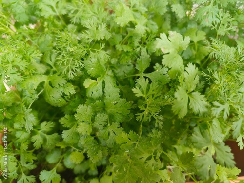 Close-Up of Fresh Cilantro Herb