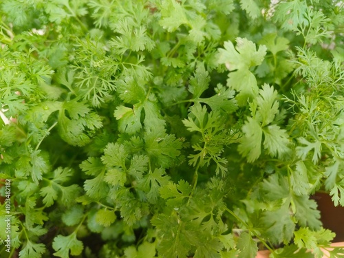 Close-Up of Fresh Cilantro Herb