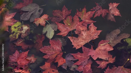 Multicolored autumn leaves float in the lake water.