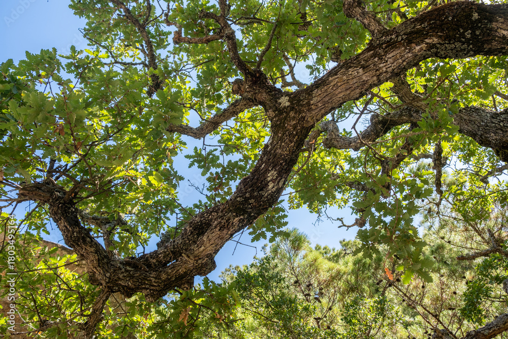 Fototapeta premium Sunlit oak tree branches against clear blue sky