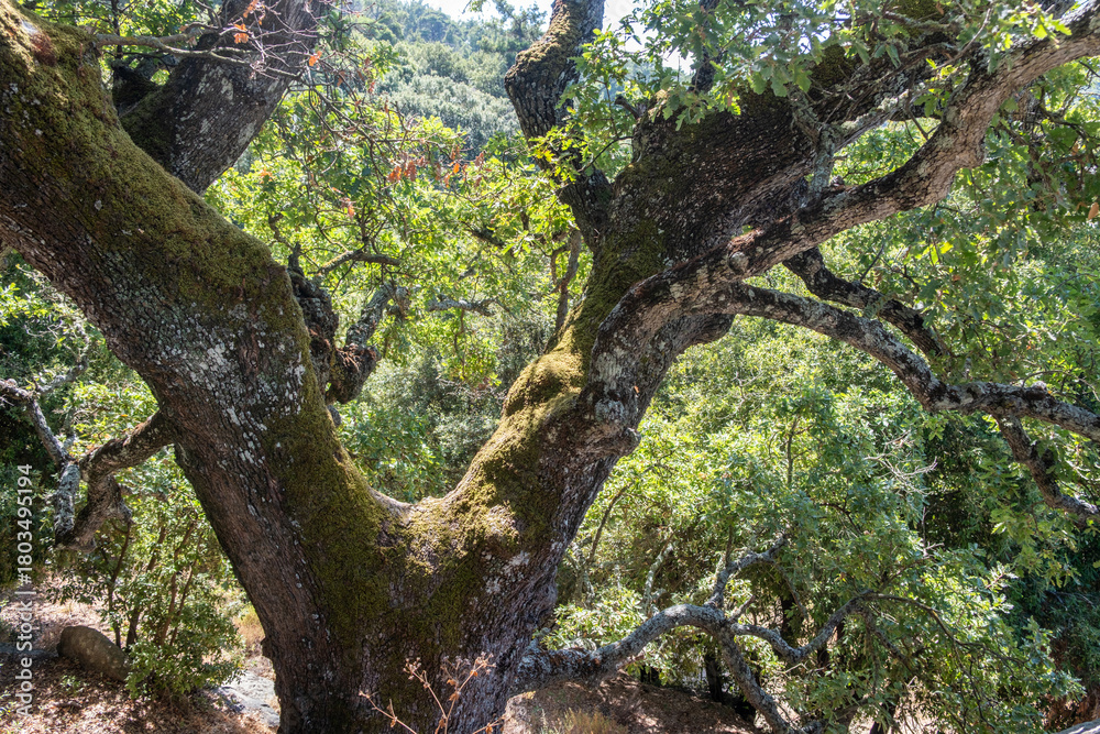 Fototapeta premium Mossy oak tree branches in bright summer sunlight