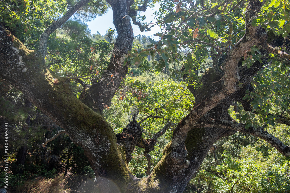 Fototapeta premium Sunlit mossy oak branches within bright summer woodland, featuring textured bark and lush green foliage