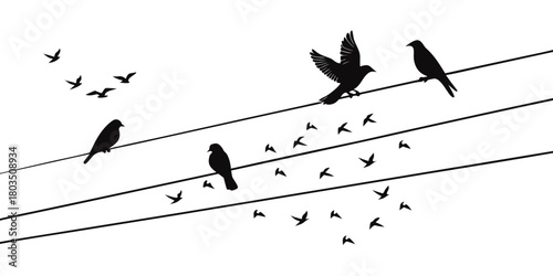 birds on a wire