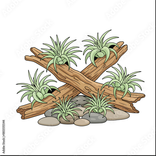 Arrangement of Air Plants on Driftwood and Stones.