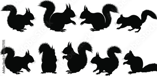 “Collection of detailed squirrel silhouette illustrations, showcasing various poses and bushy tail shapes, perfect for wildlife designs, nature themes, and vector animal artwork.”