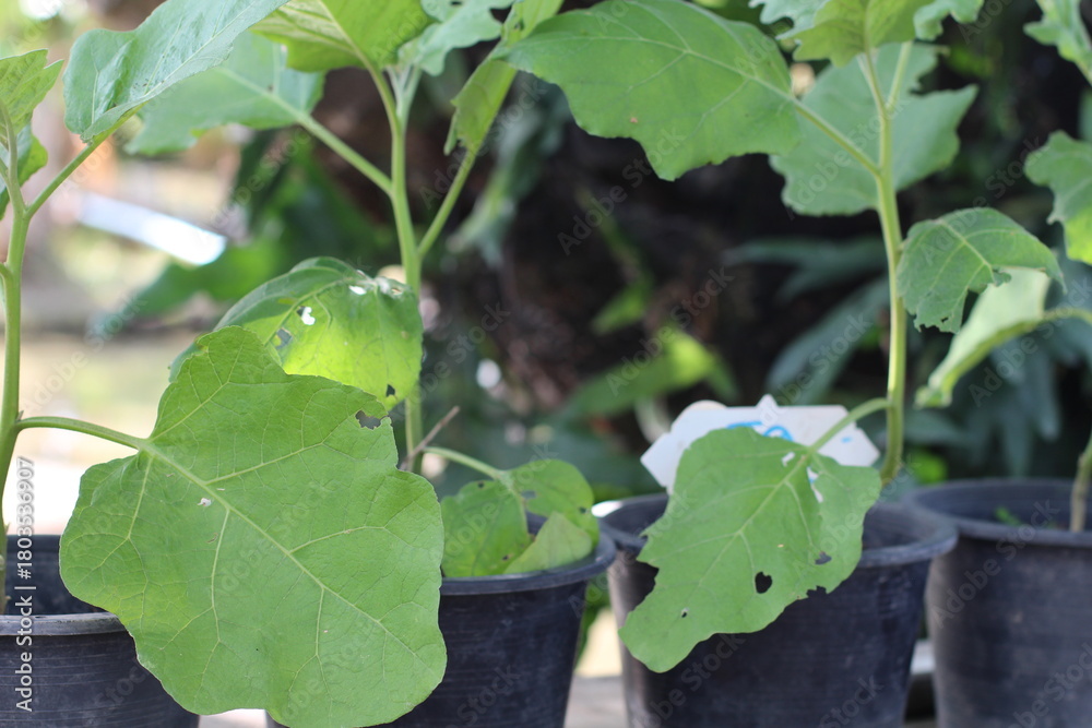 Obraz premium Young plants with large green leaves growing in black pots