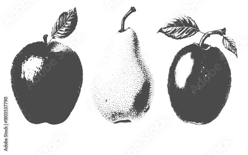 Vintage fruit illustrations of apple, pear, and plum in engraving style for retro design
