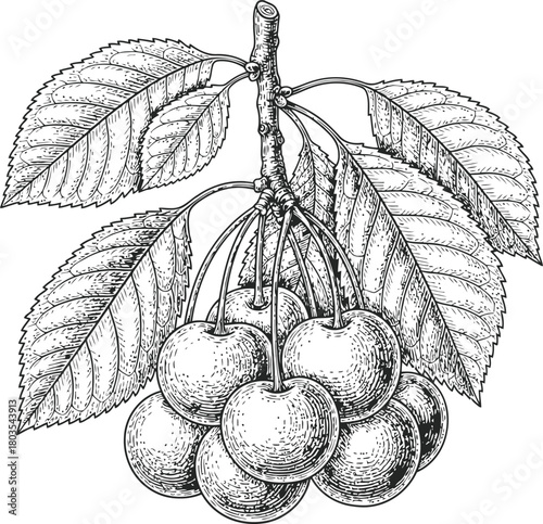 Cherry fruit cluster with leaves on a branch in a vintage engraving style
