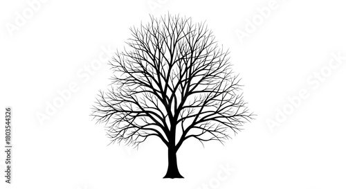 Bare tree silhouette detailed vector illustration of a deciduous tree in winter isolated on white background