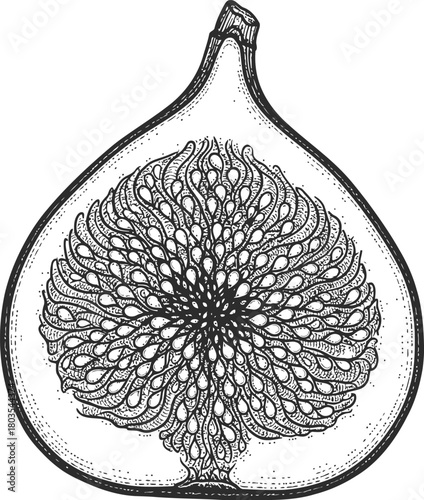 Cut fig fruit in a monochrome palette displaying its detailed inner texture and small seeds