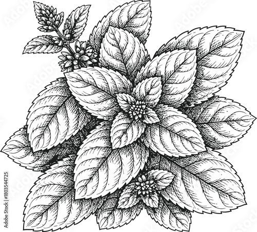 Dark silhouette of a mint plant with numerous textured leaves on a black background