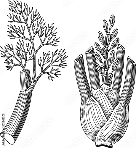 Fennel plant illustration showing both the bulb and leafy fronds