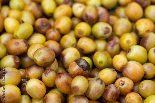 Close-up Green Coffee Beans Drying Texture