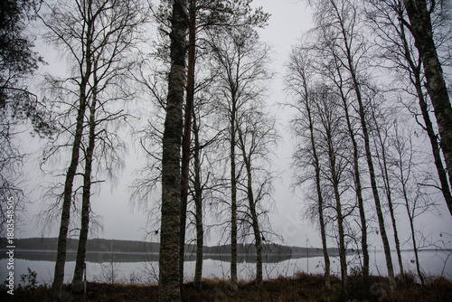 Swamp with small pine trees covered in early winter morning frost reflecting in pond. national park at sunrise with fog rising, scandinavia