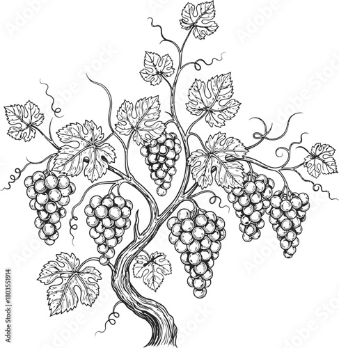 Lush grape vine branches with ripe fruit and leaves silhouette isolated on black background