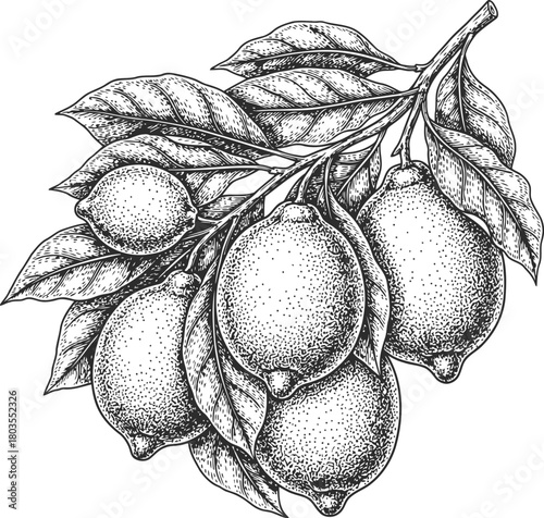 Monochromatic botanical etching of a lemon branch with leaves and ripe citrus fruits