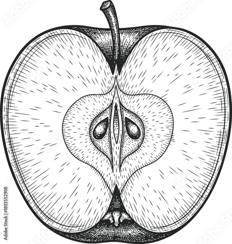 Monochrome apple cross section engraving showing internal structure and seeds