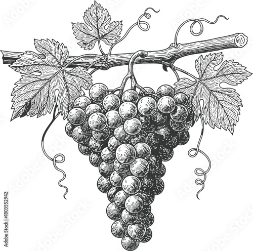 Monochromatic silhouette of a grape bunch on a vine branch with leaves and tendrils