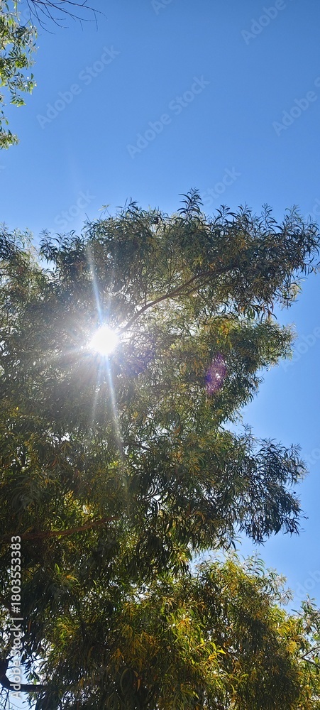 Obraz premium sun shining through trees