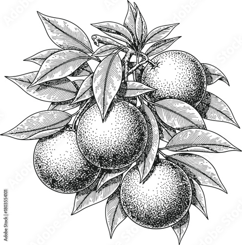 Orange tree branch with multiple fruits and leaves in a dark silhouette illustration