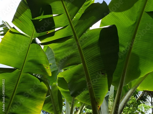 Картината върху платно A vibrant low-angle view captures the enormous, bright green leaves and thick stalks of a banana plant, dramatically backlit by the tropical sunlight