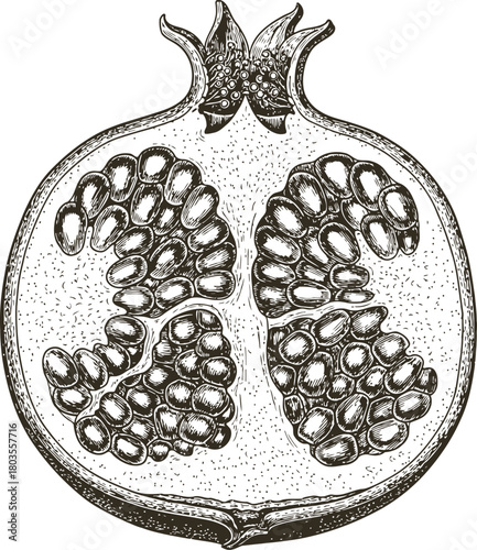 Pomegranate fruit cross-section illustration showing internal structure and seeds on dark background