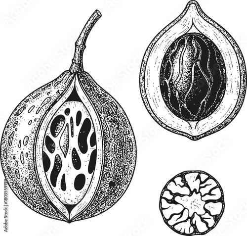 Vintage botanical illustration of a fruit showing internal structure and cross section