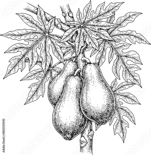 Vintage botanical illustration of a papaya plant with two hanging fruits and foliage