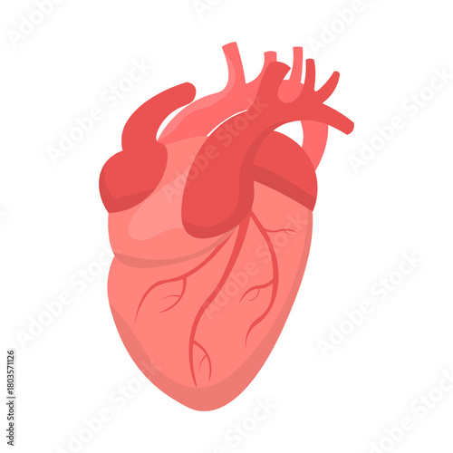 Isolated illustration of human heart organ for advertising, banners, healthcare educational images about heart health in healthcare facilities.