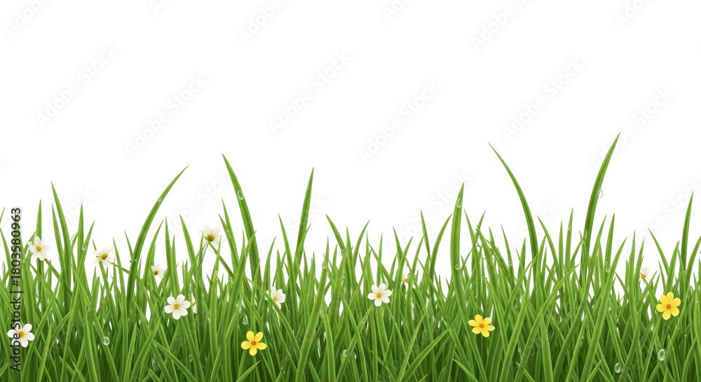 Fototapeta premium Lush Green Grass Border With Flowers and Water Droplets Transparent Background Design Element