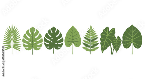 Illustration of various types of green leaves on white background.